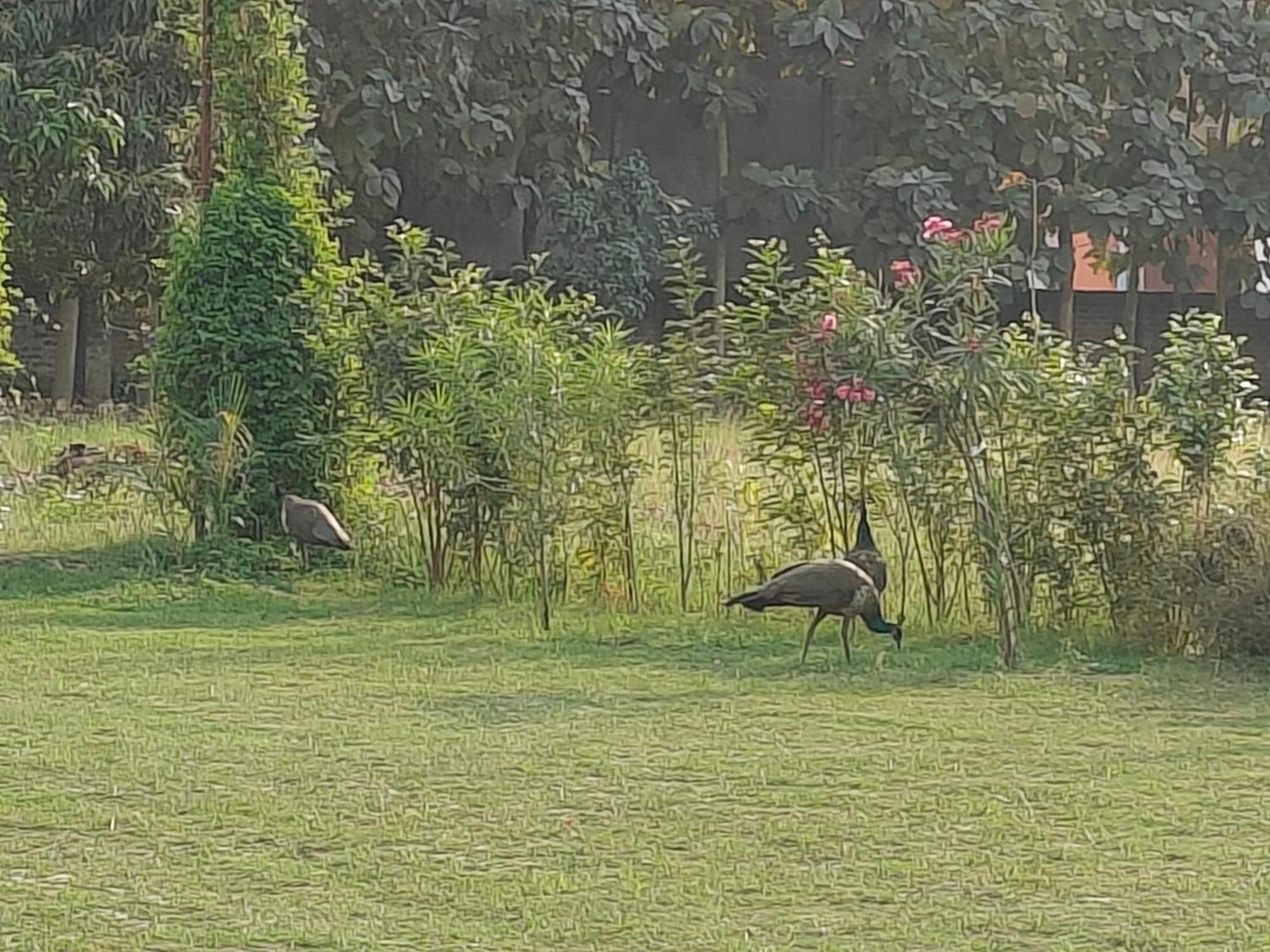 Nature Homestay Varanasi Eksteriør billede
